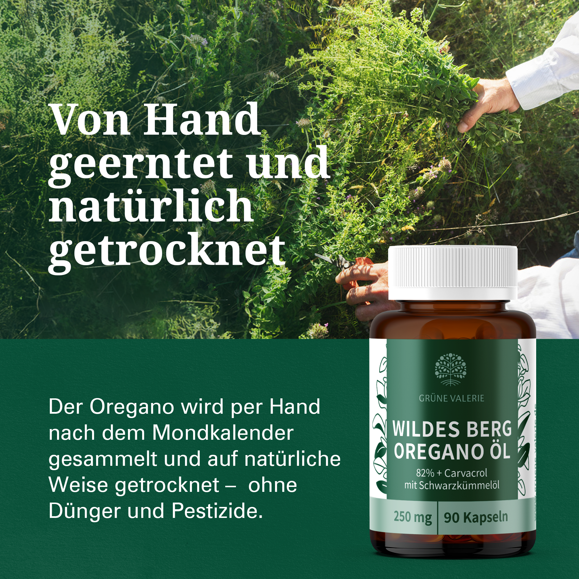 Bio Oregano Öl Kapseln